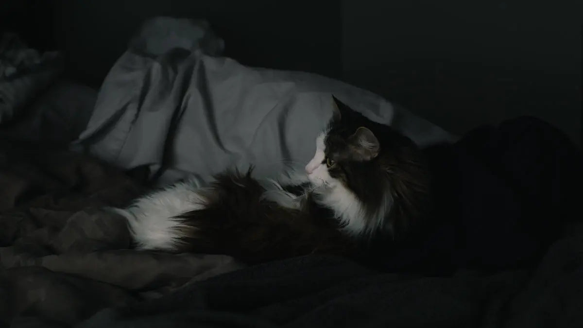 tuxedo cat lying on bed