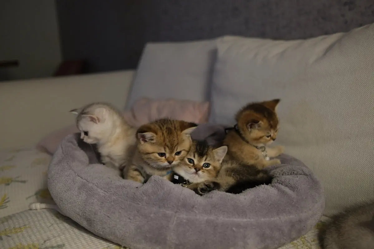 Four fluffy kittens resting together in a soft bed.